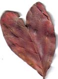 heartleaf.jpg image by hookstep2003